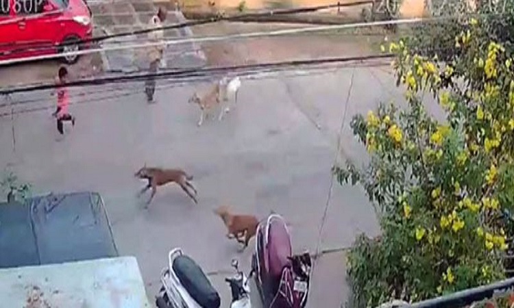 CCTV visuals of boy attacked by stray dogs near Guntur temple