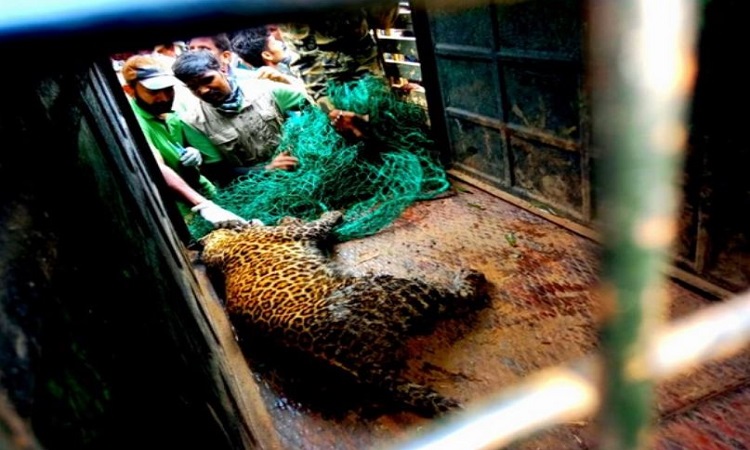 Leopard captured and tranquillized by forest officials in Tamil Nadu