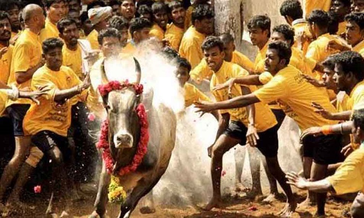 Jallikattu begins in Madurai