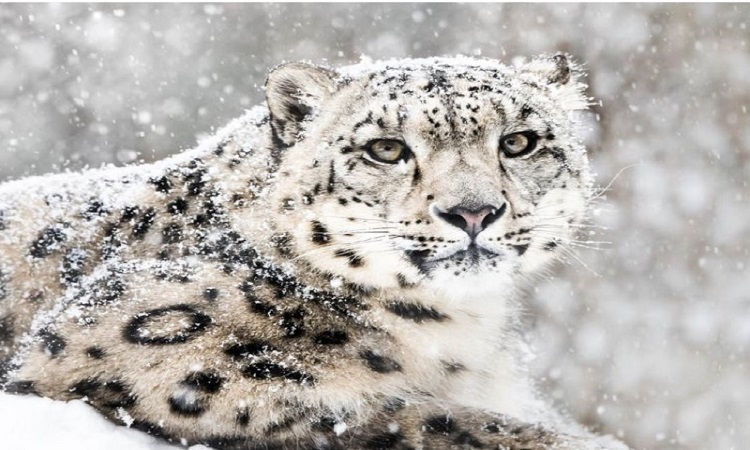 Snow leopard