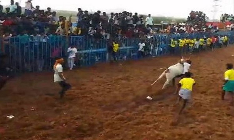 Jallikattu event held in Tamil Nadu's Pudukkottai on Sunday