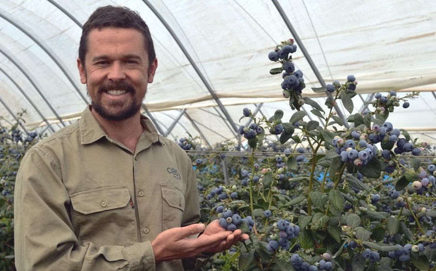 Australian blueberry breaks world record as heaviest ever