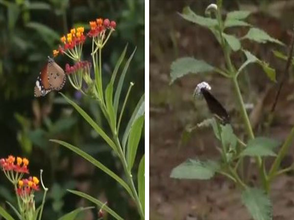 Tropical Butterfly Conservatory in Tamil Nadu